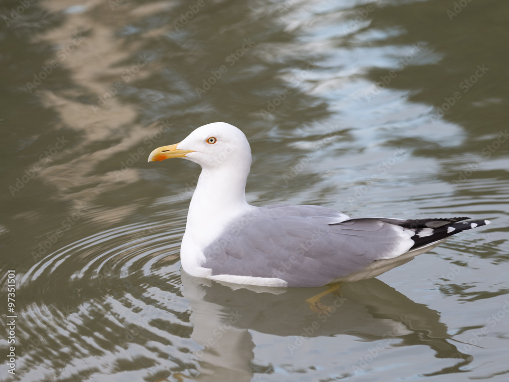 proud white-gray gull reflected in water