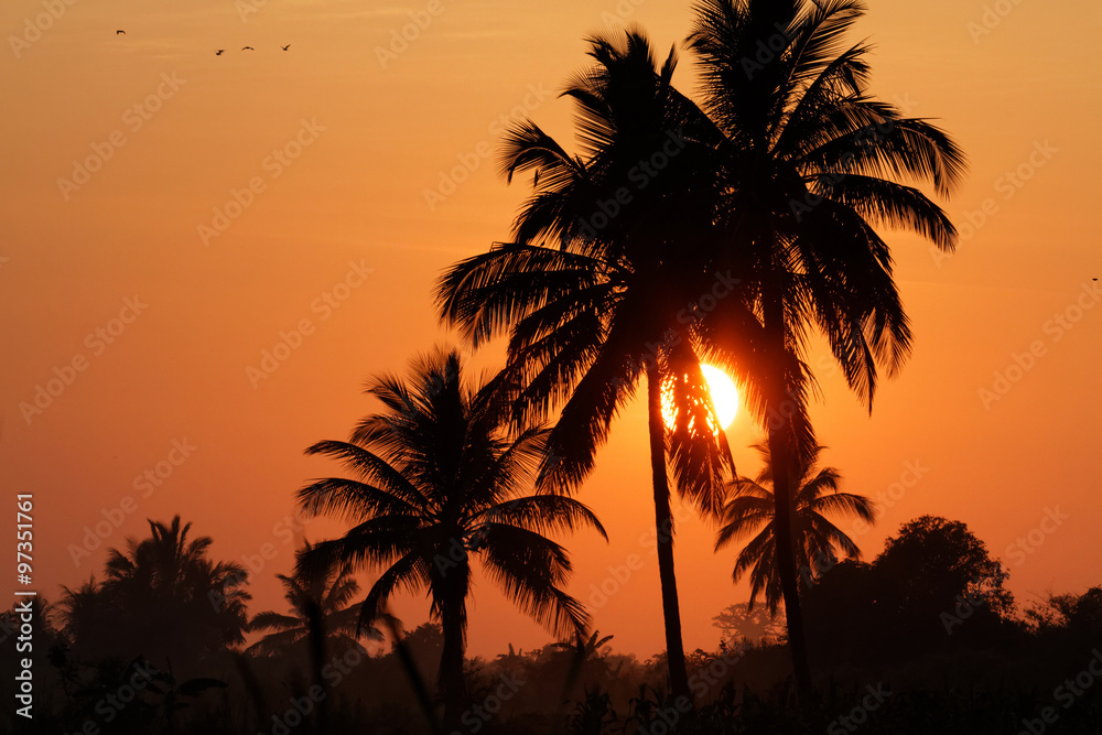 Lever de soleil sur les palmiers
