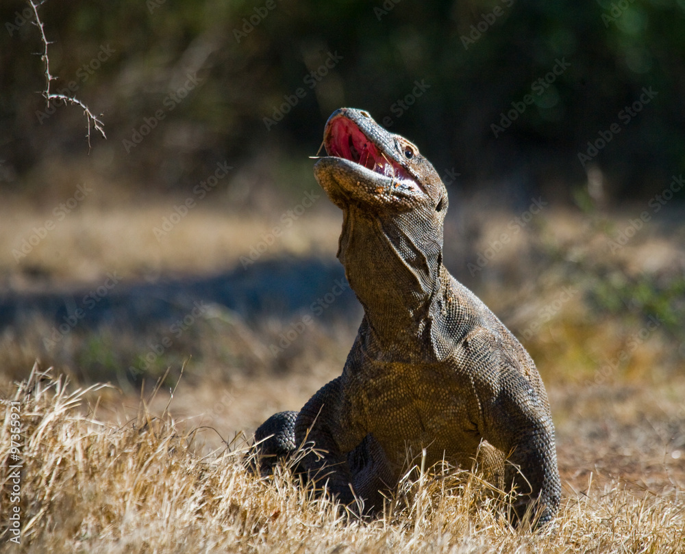 Obraz premium Komodo dragon is on the ground. Interesting perspective. The low point shooting. Indonesia. Komodo National Park. An excellent illustration.