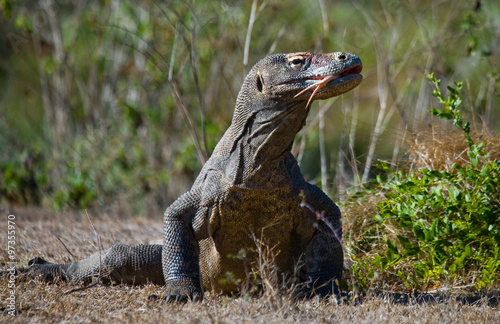 Komodo dragon is on the ground. Interesting perspective. The low point shooting. Indonesia. Komodo National Park. An excellent illustration.