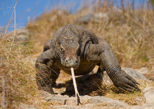 Komodo dragon is on the ground. Interesting perspective. The low point shooting. Indonesia. Komodo National Park. An excellent illustration.