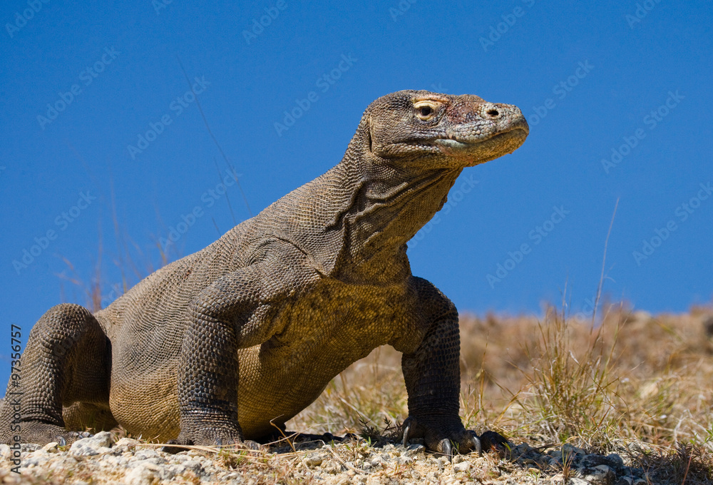 Komodo dragon is on the ground. Interesting perspective. The low point shooting. Indonesia. Komodo National Park. An excellent illustration. Komodo dragon is on the ground. Interesting perspective. The low point shooting. Indonesia. Komodo National Park. An excellent illustration.