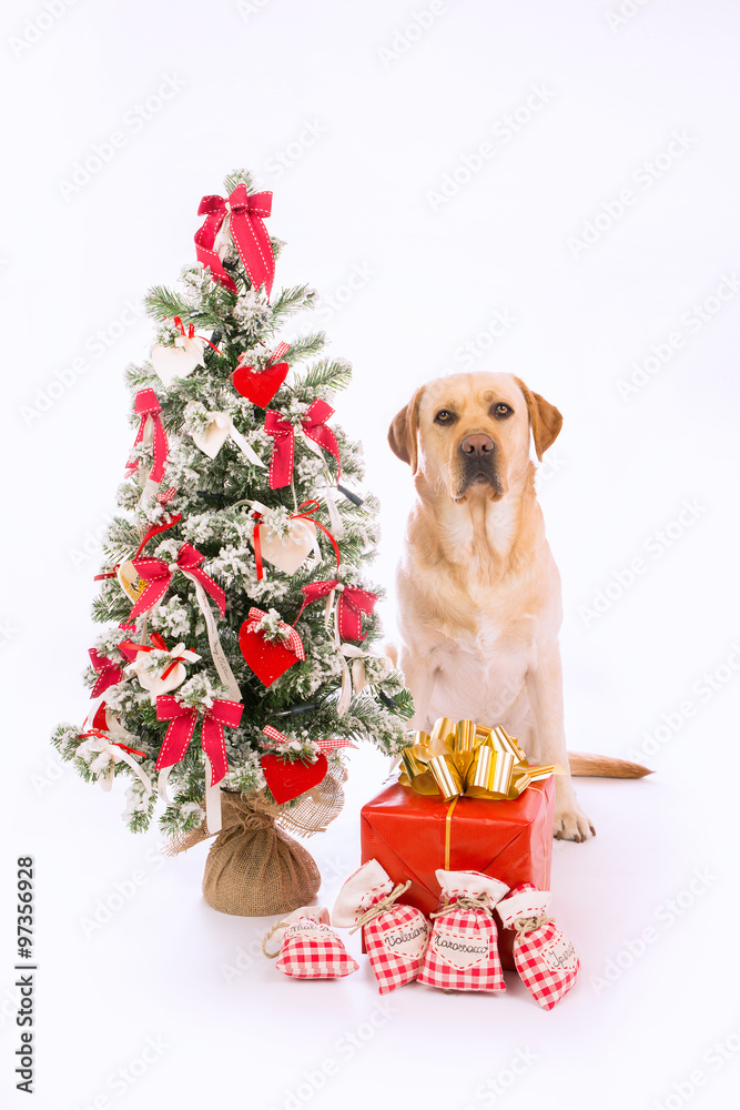 Labrador con albero di Natale e regali