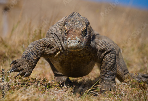 Komodo dragon is on the ground. Interesting perspective. The low point shooting. Indonesia. Komodo National Park. An excellent illustration.