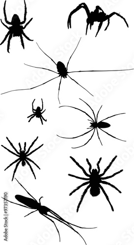 eight isolated black spiders illustration © Alexander Potapov