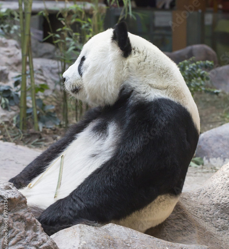 Fototapeta Naklejka Na Ścianę i Meble -  Panda bear eating bamboo