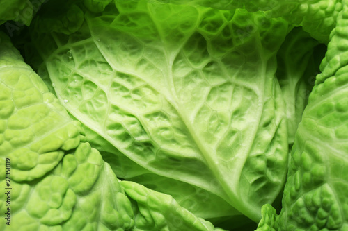 Leaf of savoy cabbage background  macro