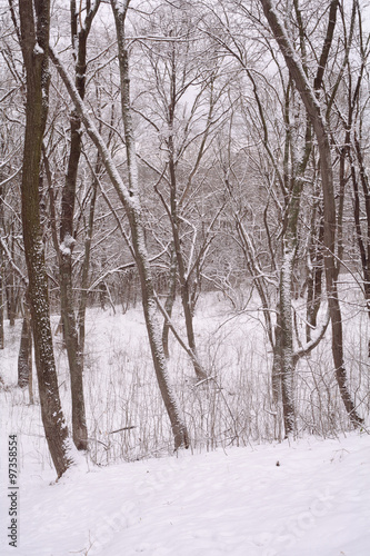 Trees covered with hoarfrost and snow © ekulik2011