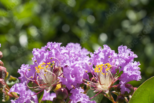 紫色のサルスベリの花