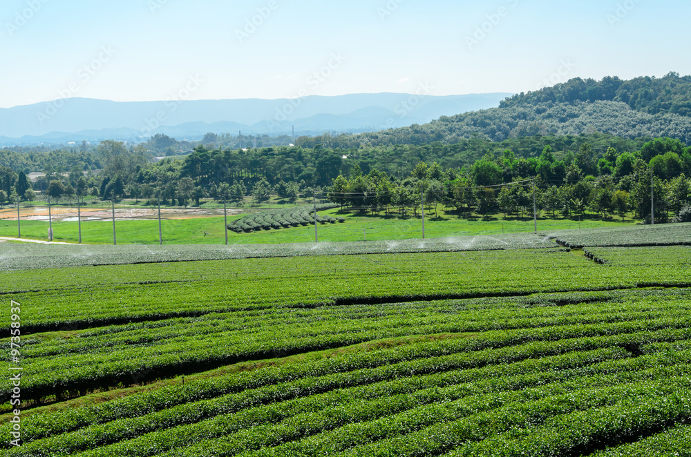 tea plantation at Singha Park,Chiang Rai Thailand
