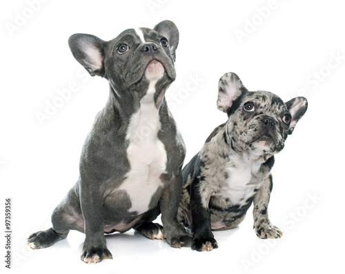 puppies french bulldog