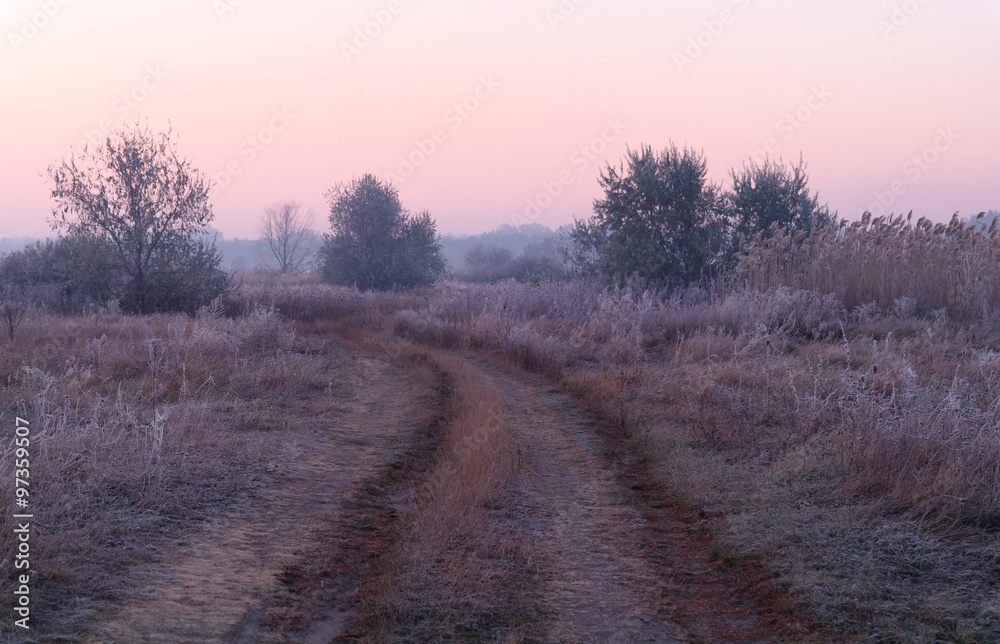 dry grass in the meadow near the woods covered with frost dry grass in the meadow near the woods covered with frost