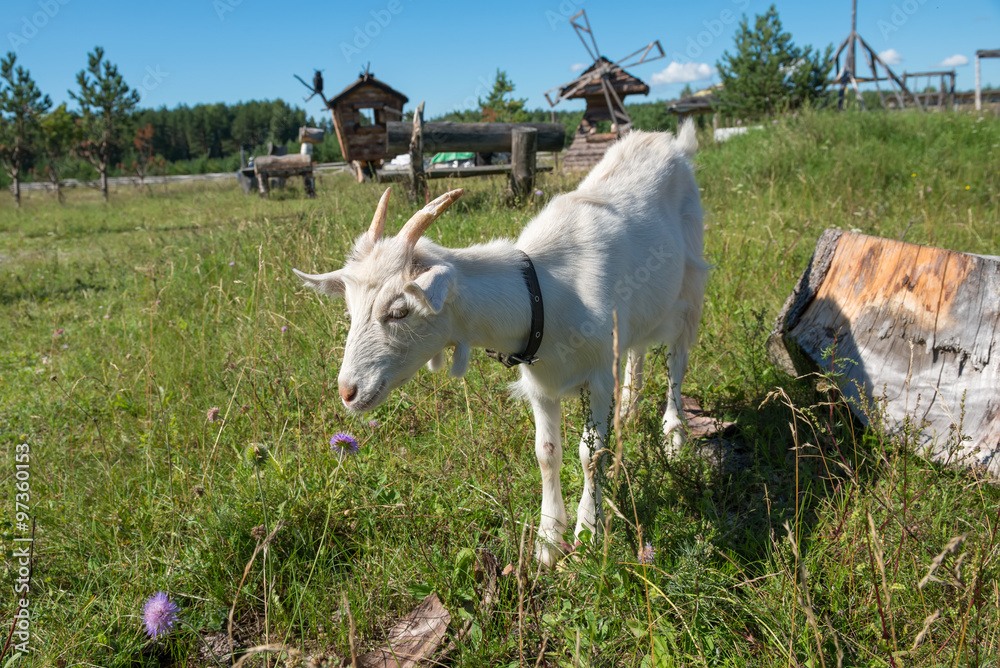 Fototapeta premium Goat smelling a flower