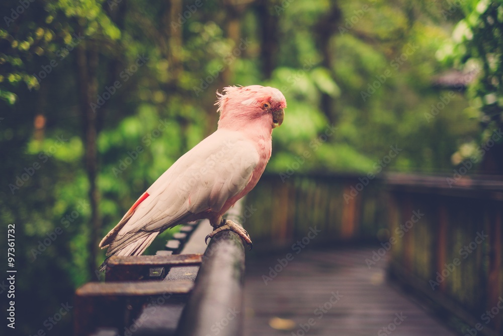 Obraz premium White and pink parrot siting on wooden perch