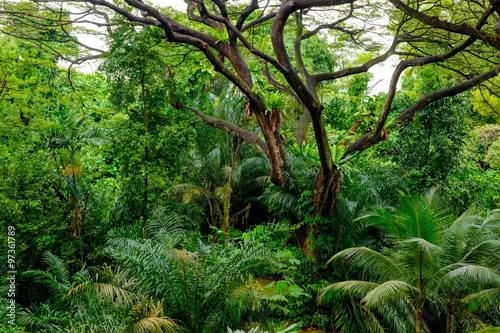 Fototapeta Naklejka Na Ścianę i Meble -  Lush tropical green jungle