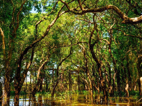 Bilde på lerret Flooded trees in mangrove rain forest