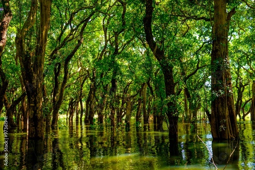 Tableau sur toile Flooded trees in mangrove rain forest