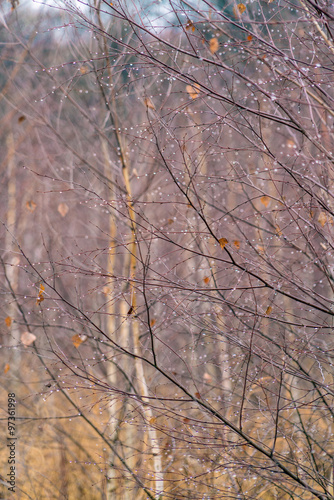 Fototapeta Naklejka Na Ścianę i Meble -  Rain Drops on Birch Tree