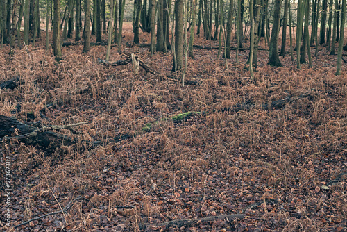 Fototapeta Naklejka Na Ścianę i Meble -  Dead ferns in autumn forest.