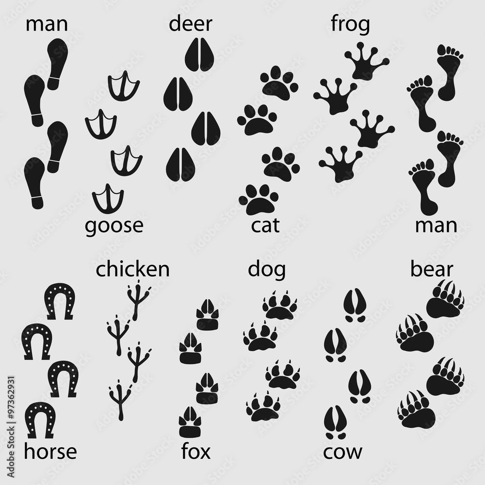 Traces of animals, birds, people Traces of animals, birds, people