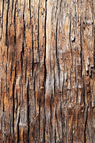 Wallpaper Mural 表皮のテクスチャ／背景用素材として使用できる写真です。樹齢350～500年の大きな杉の木の表皮を撮影した写真です。
 Torontodigital.ca