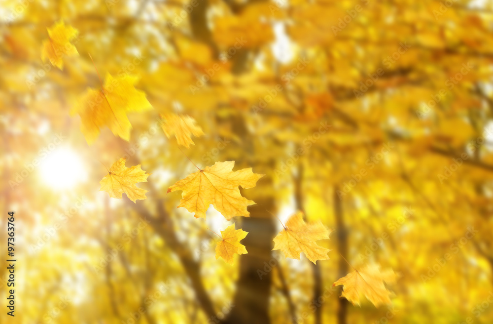 Obraz premium Autumnal park with falling maple leaves