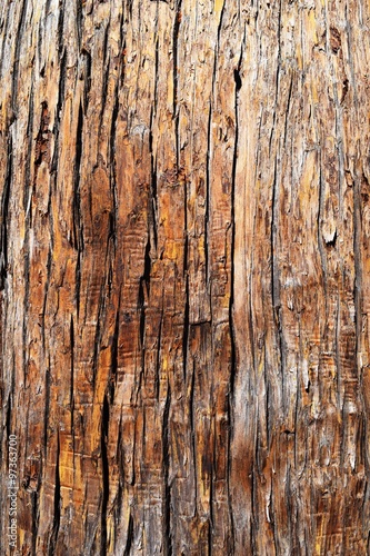 表皮のテクスチャ 背景用素材として使用できる写真です 樹齢350 500年の大きな杉の木の表皮を撮影した写真です Stock Photo Adobe Stock 表皮のテクスチャ 背景用素材として使用できる写真です 樹齢350 500年の大きな杉の木の表皮を撮影した写真です Stock Photo Adobe Stock