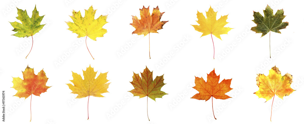 Fototapeta premium Different autumn leaves, isolated on white