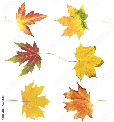 Different autumn leaves, isolated on white