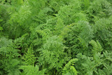 green carrots in growth at garden
