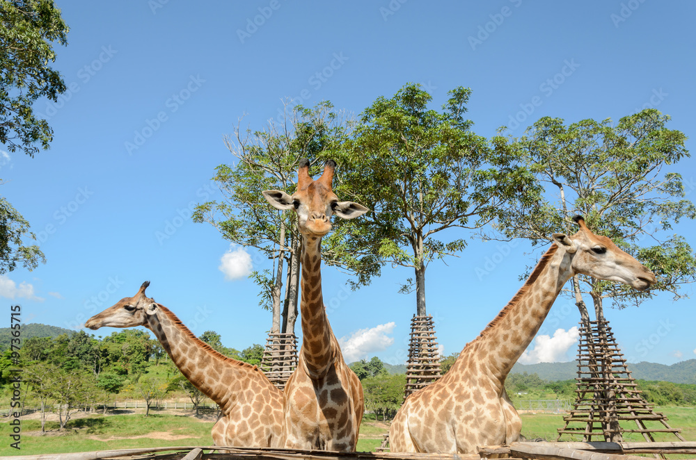 Fototapeta premium Giraffe in outdoor park at Singha Park Chiang Rai,Thailand