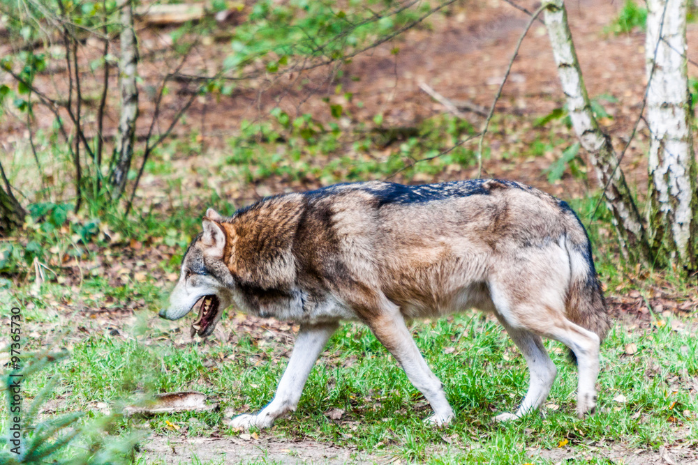 Fototapeta premium Wilk