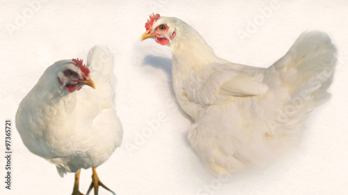 Two white hens