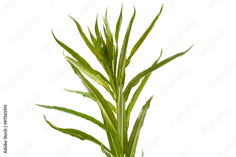 leaves of willow-herb (Ivan-tea) on white