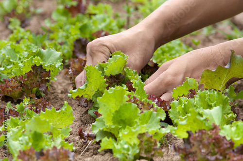 hands picking lettuce in the garden