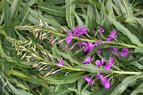 leaves and flowers willow-herb (Ivan-tea)