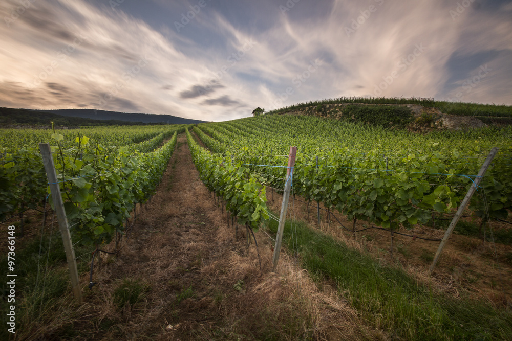 Naklejka premium Les vignes
