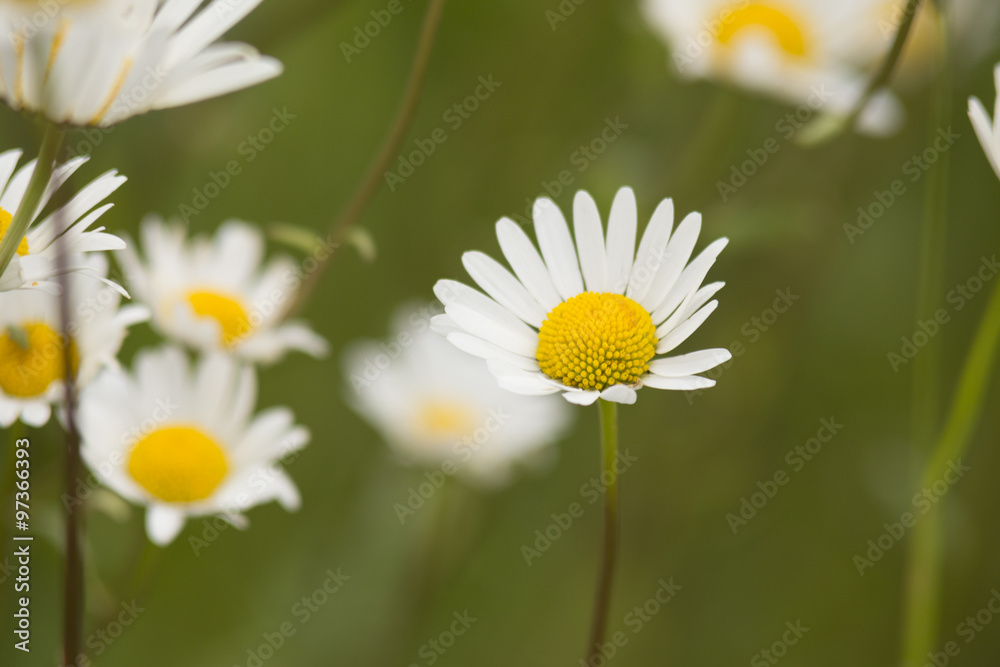 Obraz premium Marguerites