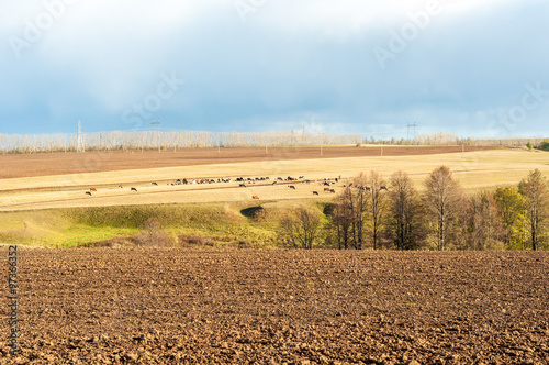 Ранняя осень. Вспаханное поле, на заднем плане пасется стадо коров.