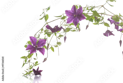 Fototapeta Naklejka Na Ścianę i Meble -  beautiful blooming clematis