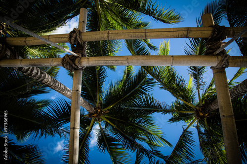 Bamboo and Palms