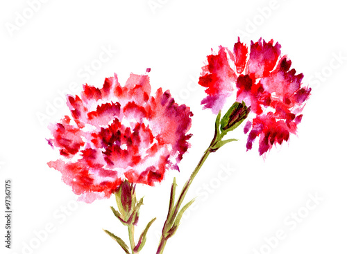 Watercolor red flower carnation