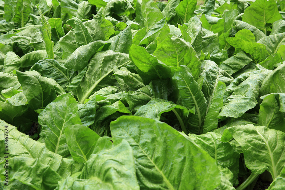 sliverbeet grow in vegetable garden sliverbeet grow in vegetable garden