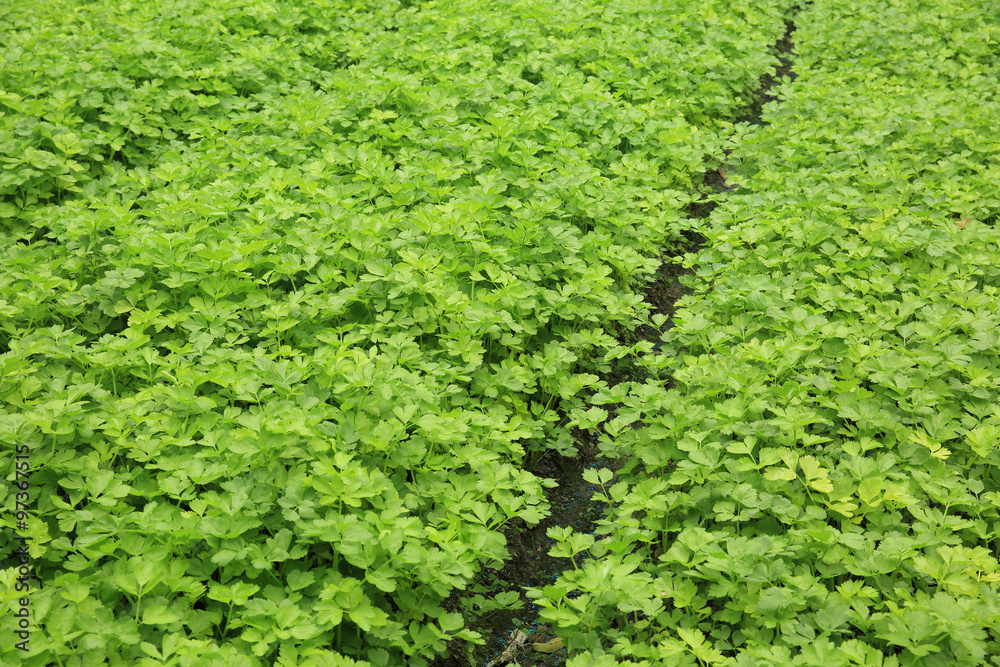 green celery plant in growth at vegetable garden green celery plant in growth at vegetable garden