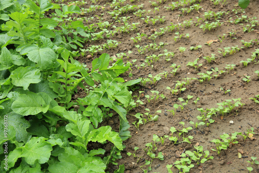 turnip in growth at garden turnip in growth at garden