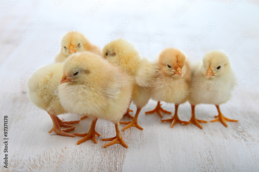 Fototapeta premium Yellow chickens on a wooden background