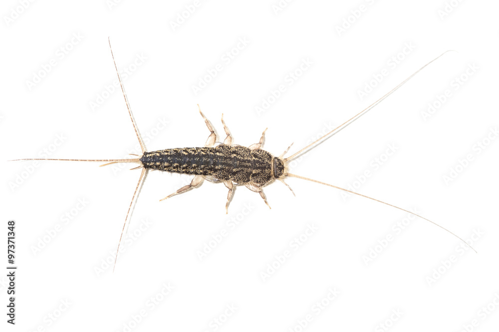 Silverfish, Lepisma saccharina, isolated on white background Silverfish, Lepisma saccharina, isolated on white background