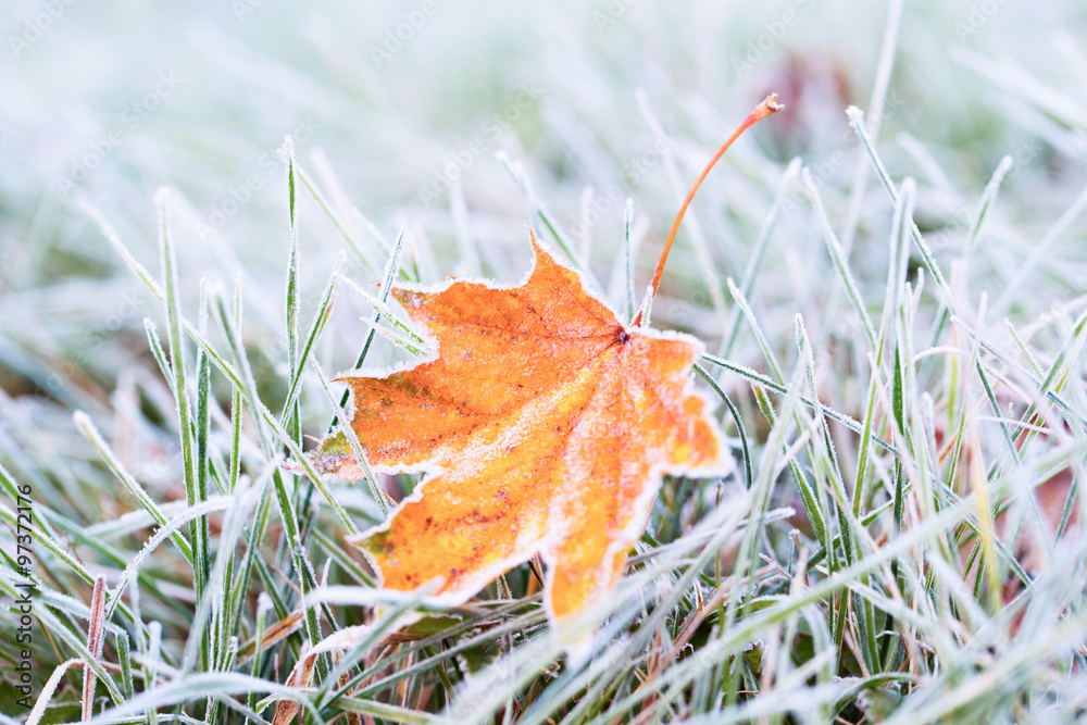 Fototapeta premium Frost on the leaf and grass.