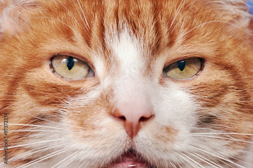 Portrait of red and white haired cat .