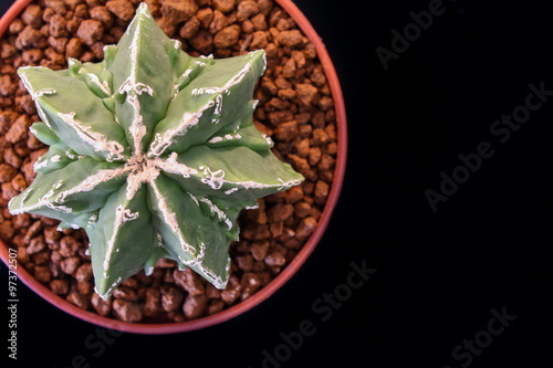 Star Cactus 7 ribs (Astrophytum Myriostigma cv. Fukuryu)